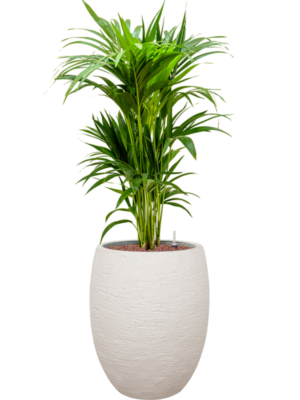 Kentia (Howea) forsteriana en Terreno