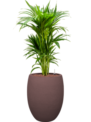 Kentia (Howea) forsteriana en Terreno
