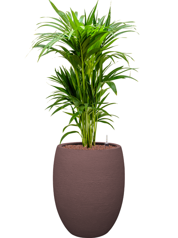 Kentia (Howea) forsteriana en Terreno, Luca Lifestyle