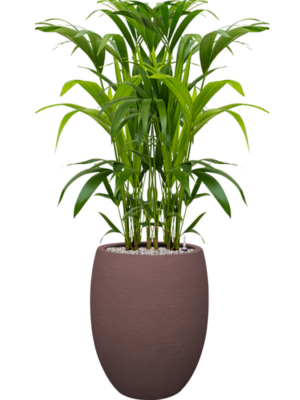 Kentia (Howea) forsteriana en Terreno