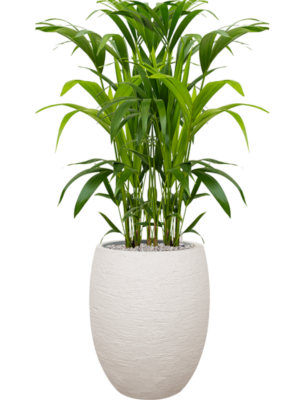 Kentia (Howea) forsteriana en Terreno
