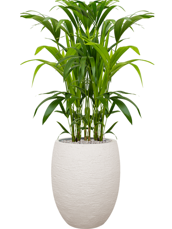 Kentia (Howea) forsteriana en Terreno, Luca Lifestyle