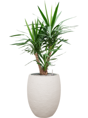 Yucca elephantipes en Terreno