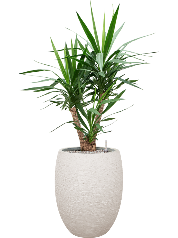 Yucca elephantipes en Terreno, Luca Lifestyle