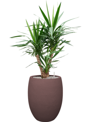 Yucca elephantipes en Terreno