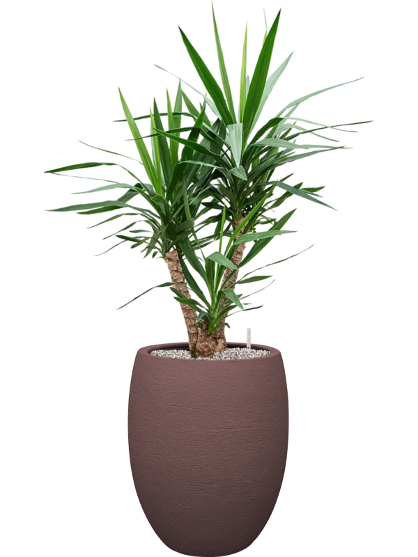 Yucca elephantipes en Terreno, Luca Lifestyle