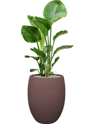 Strelitzia nicolai en Terreno