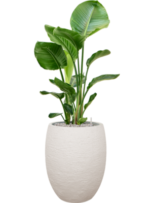 Strelitzia nicolai en Terreno