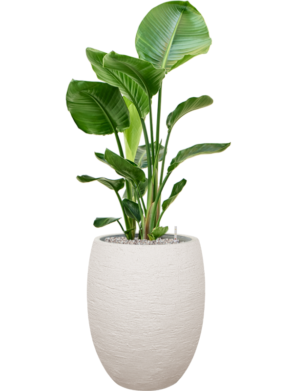 Strelitzia nicolai en Terreno, Luca Lifestyle
