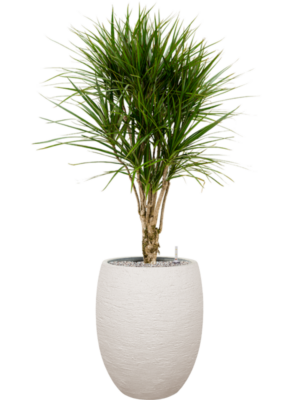 Dracaena marginata en Terreno