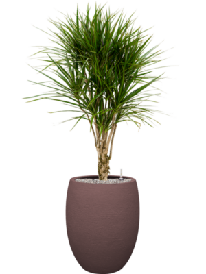 Dracaena marginata en Terreno