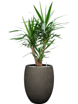 Yucca elephantipes en Terreno