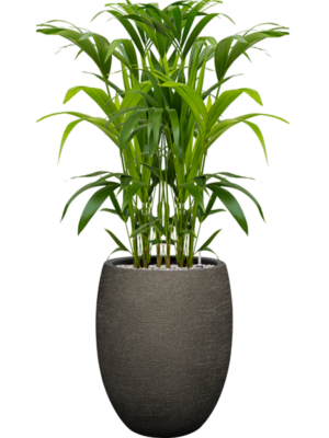 Kentia (Howea) forsteriana en Terreno