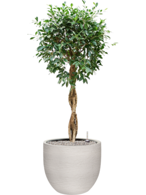 Ficus microcarpa 'Nitida' en Terreno