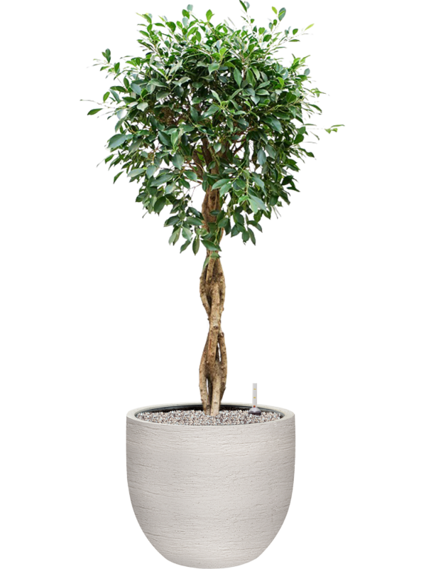 Ficus microcarpa 'Nitida' en Terreno, Luca Lifestyle
