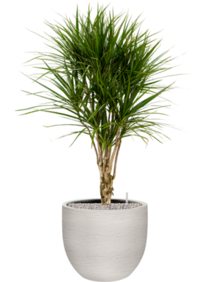 Dracaena marginata en Terreno