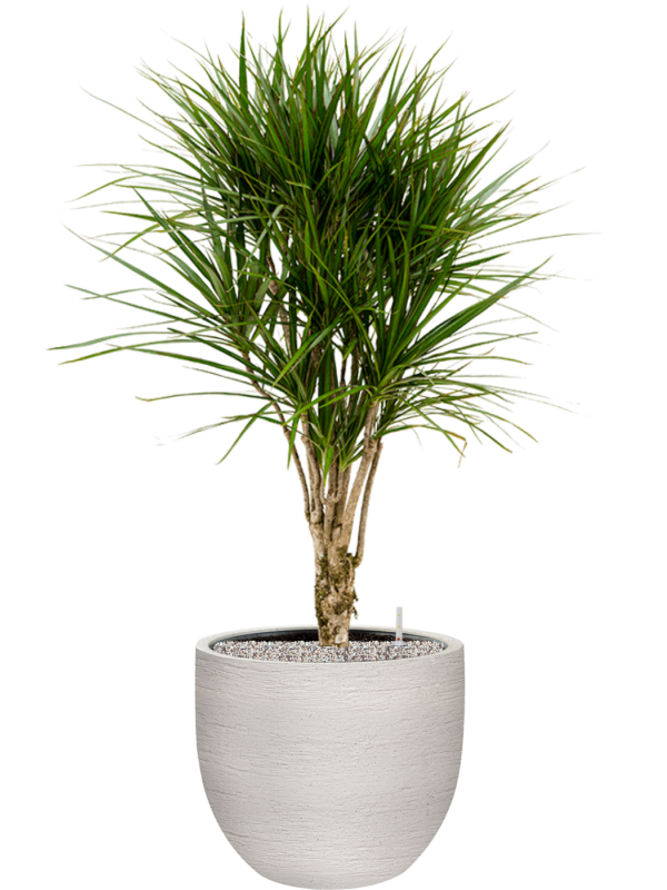 Dracaena marginata en Terreno, Luca Lifestyle