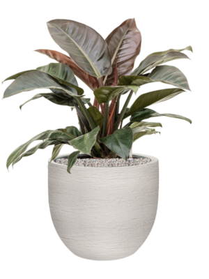 Philodendron 'Imperial Red' en Terreno