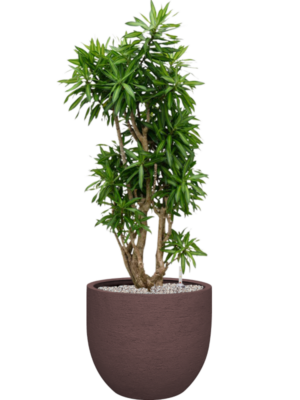 Pleomele (Dracaena) reflexa 'Song of Jamaica' en Terreno