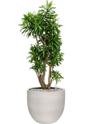 Pleomele (Dracaena) reflexa 'Song of Jamaica' en Terreno