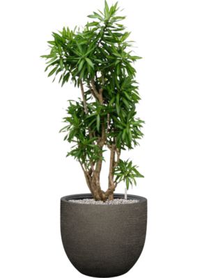 Pleomele (Dracaena) reflexa 'Song of Jamaica' en Terreno