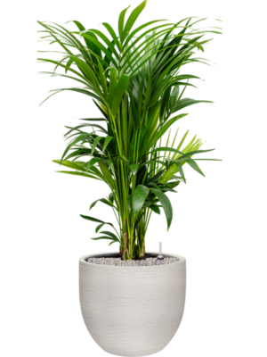 Kentia (Howea) forsteriana en Terreno