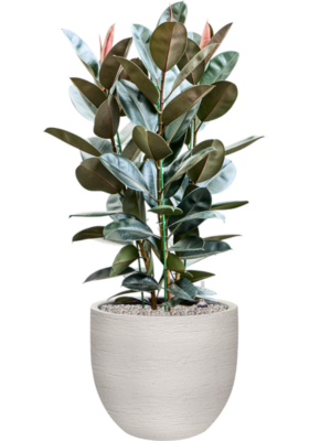 Ficus elastica 'Abidjan' en Terreno