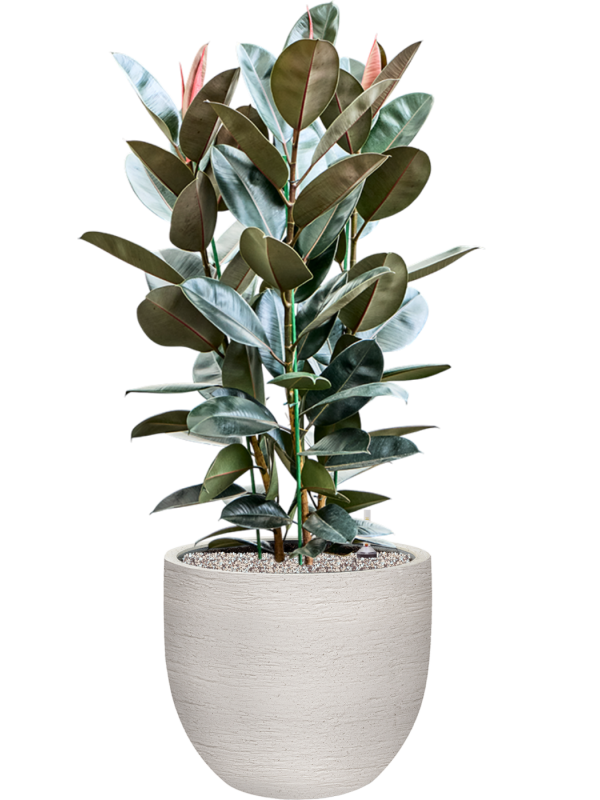 Ficus elastica 'Abidjan' en Terreno, Luca Lifestyle