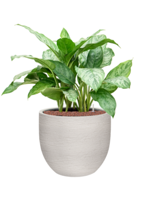 Aglaonema 'Chantal' en Terreno