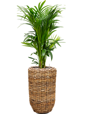 Kentia (Howea) forsteriana en Drypot Abaca