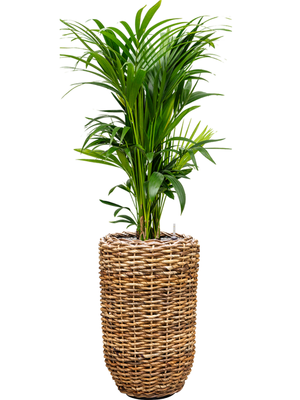 Kentia (Howea) forsteriana en Drypot Abaca, van der Leeden