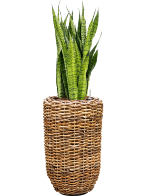 Sansevieria zeylanica en Drypot Abaca