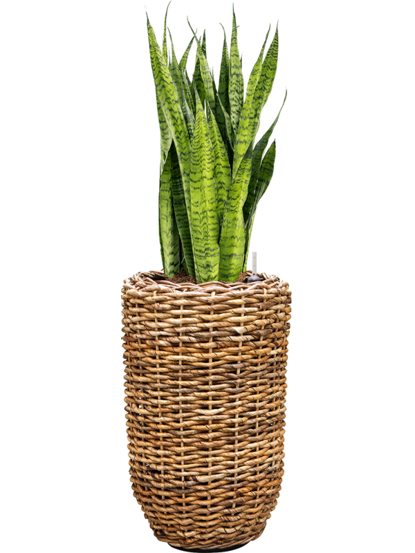 Sansevieria zeylanica en Drypot Abaca, van der Leeden