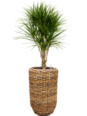 Dracaena marginata en Drypot Abaca