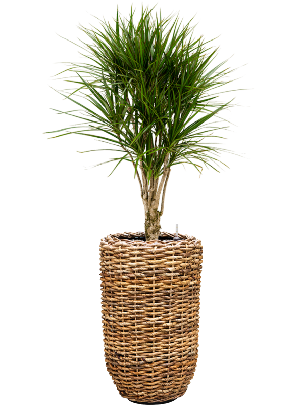 Dracaena marginata en Drypot Abaca, van der Leeden