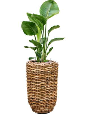 Strelitzia nicolai en Drypot Abaca