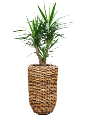 Yucca elephantipes en Drypot Abaca