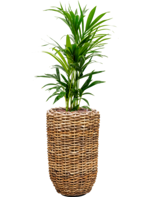 Kentia (Howea) forsteriana en Drypot Abaca