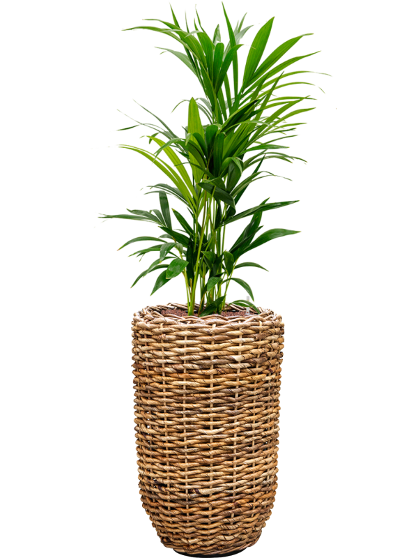 Kentia (Howea) forsteriana en Drypot Abaca, van der Leeden
