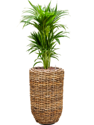 Kentia (Howea) forsteriana en Drypot Abaca