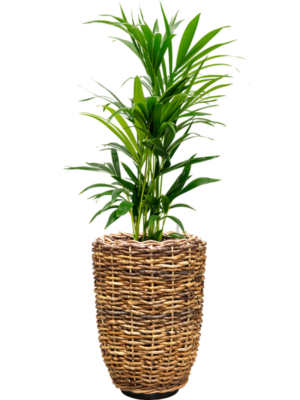 Kentia (Howea) forsteriana en Drypot Abaca