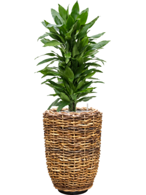 tDracaena fragrans 'Janet Lind' en Drypot Abaca