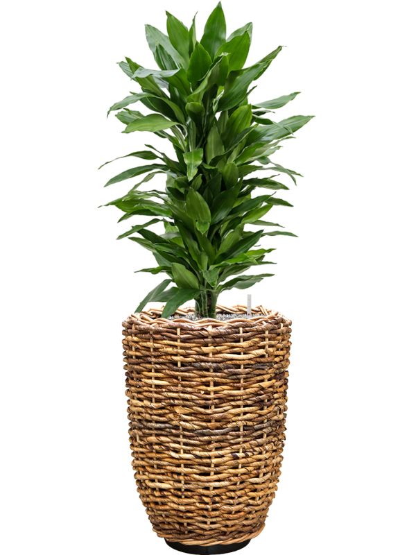tDracaena fragrans 'Janet Lind' en Drypot Abaca, van der Leeden