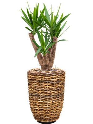 Yucca elephantipes en Drypot Abaca