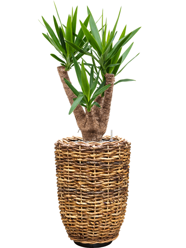 Yucca elephantipes en Drypot Abaca, van der Leeden