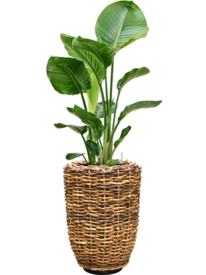 Strelitzia nicolai en Drypot Abaca