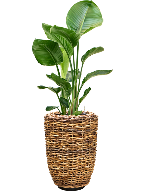 Strelitzia nicolai en Drypot Abaca, van der Leeden