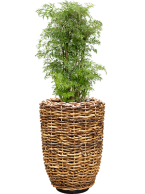 Aralia (Polyscias) 'Ming' en Drypot Abaca