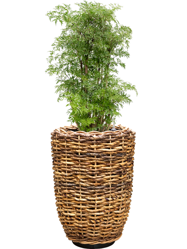 Aralia (Polyscias) 'Ming' en Drypot Abaca, van der Leeden