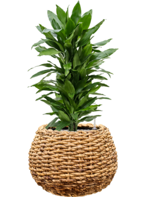 tDracaena fragrans 'Janet Lind' en Drypot Abaca